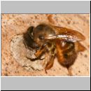 Osmia brevicornis - Mauerbiene w01 11mm beim Nestverschluss.jpg